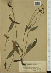 Hieracium silenii (Norrl.) Norrl., Western Europe (EUR) (Finland)