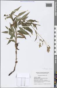 Koenigia alpina (All.) T. M. Schust. & Reveal, Eastern Europe, Central forest-and-steppe region (E6) (Russia)