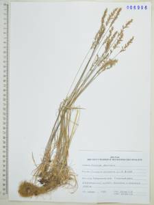 Koeleria spicata (L.) Barberá, Quintanar, Soreng & P.M.Peterson, Siberia, Russian Far East (S6) (Russia)