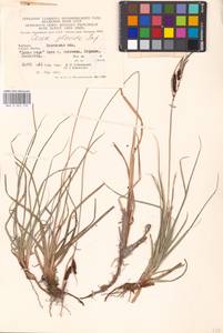 Carex flacca Schreb., Eastern Europe, West Ukrainian region (E13) (Ukraine)