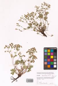 Potentilla humifusa Willd. ex D. F. K. Schltdl., Eastern Europe, Lower Volga region (E9) (Russia)