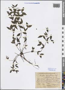 Lathyrus laxiflorus (Desf.) Kuntze, Caucasus, Krasnodar Krai & Adygea (K1a) (Russia)