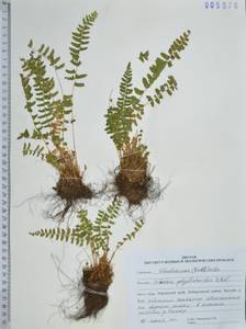 Woodsia polystichoides D.C.Eaton, Siberia, Russian Far East (S6) (Russia)
