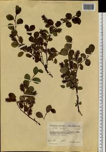 Salix ovalifolia Trautv., Siberia, Chukotka & Kamchatka (S7) (Russia)