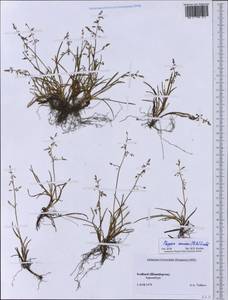 Phippsia concinna (Th.Fr.) Lindeb., Western Europe (EUR) (Svalbard and Jan Mayen)