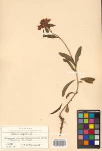 Phedimus aizoon (L.) 't Hart, Siberia, Russian Far East (S6) (Russia)