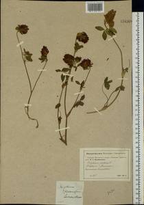 Trifolium pratense L., Eastern Europe, Moscow region (E4a) (Russia)