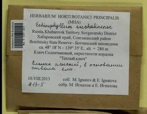 Echinophyllum sachalinense (Lindb.) T.J. O'Brien, Bryophytes, Bryophytes - Russian Far East (excl. Chukotka & Kamchatka) (B20) (Russia)