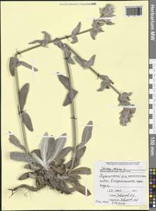 Stachys cretica L., Caucasus, Black Sea Shore (from Novorossiysk to Adler) (K3) (Russia)