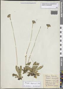Primula longiscapa Ledeb., Siberia, Western Siberia (S1) (Russia)