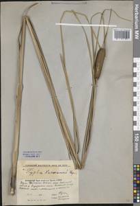 Typha laxmannii Lepech., Middle Asia, Caspian Ustyurt & Northern Aralia (M8) (Kazakhstan)