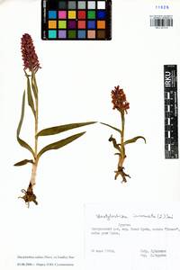 Dactylorhiza salina (Turcz. ex Lindl.) Soó, Siberia, Baikal & Transbaikal region (S4) (Russia)