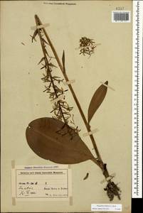 Platanthera bifolia (L.) Rich., Caucasus, Azerbaijan (K6) (Azerbaijan)