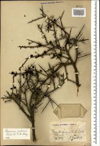Rhamnus erythroxyloides subsp. erythroxyloides, Caucasus, Georgia (K4) (Georgia)