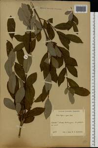 Salix caprea × rosmarinifolia, Eastern Europe, Central region (E4) (Russia)