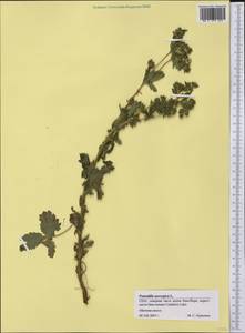 Potentilla norvegica L., America (AMER) (United States)