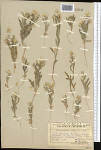 Lachnoloma lehmannii Bunge, Middle Asia, Syr-Darian deserts & Kyzylkum (M7) (Uzbekistan)
