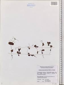 Galium kamtschaticum Steller ex Schult. & Schult.f., Siberia, Russian Far East (S6) (Russia)