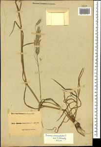 Bromus commutatus Schrad., Caucasus, Black Sea Shore (from Novorossiysk to Adler) (K3) (Russia)