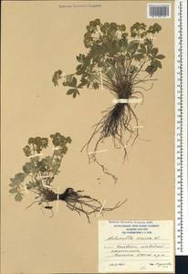 Alchemilla sericea Willd., Caucasus, South Ossetia (K4b) (South Ossetia)