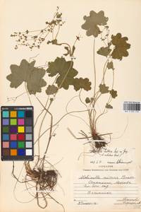 Alchemilla baltica Sam. ex Juz., Eastern Europe, Moscow region (E4a) (Russia)