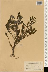 Rumex maritimus L., South Asia, South Asia (Asia outside ex-Soviet states and Mongolia) (ASIA) (China)