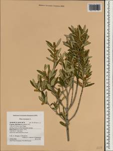 Olea europaea, South Asia, South Asia (Asia outside ex-Soviet states and Mongolia) (ASIA) (Cyprus)