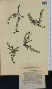 Euphorbia humifusa Willd., Western Europe (EUR) (Czech Republic)