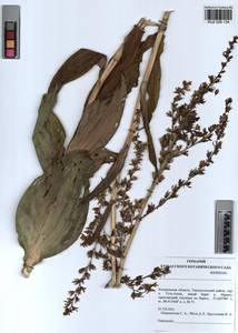 Veratrum lobelianum Bernh., Siberia, Altai & Sayany Mountains (S2) (Russia)