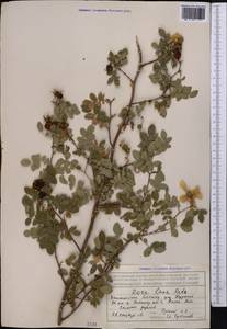 Rosa laxa Retz., Middle Asia, Northern & Central Tian Shan (M4) (Kazakhstan)