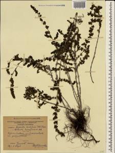 Galium humifusum M.Bieb., Crimea (KRYM) (Russia)