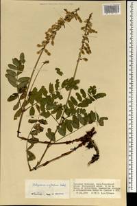 Hedysarum neglectum Ledeb., Mongolia (MONG) (Mongolia)