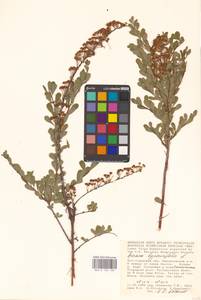 Spiraea hypericifolia L., Eastern Europe, Lower Volga region (E9) (Russia)