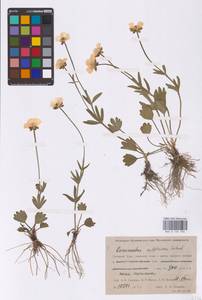 Ranunculus sulphureus Sol., Siberia, Western Siberia (S1) (Russia)