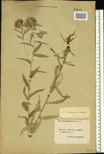 Carlina vulgaris L., Eastern Europe, South Ukrainian region (E12) (Ukraine)