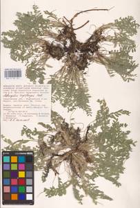 Astragalus rupifragus Pall., Eastern Europe, Lower Volga region (E9) (Russia)