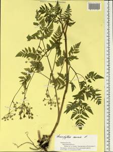 Chaerophyllum aureum L., Eastern Europe, Central forest-and-steppe region (E6) (Russia)