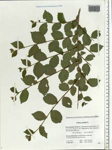 Ulmus pumila L., Eastern Europe, Rostov Oblast (E12a) (Russia)