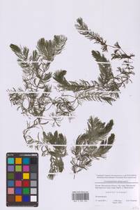 Ceratophyllum demersum L., Eastern Europe, Moscow region (E4a) (Russia)