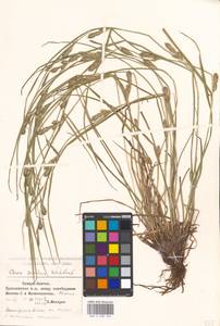 Carex secalina Willd. ex Wahlenb., Eastern Europe, Moscow region (E4a) (Russia)