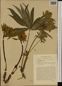 Helleborus odorus Waldst. & Kit. ex Willd., Western Europe (EUR) (Italy)