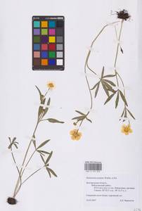 Ranunculus pedatus Waldst. & Kit., Eastern Europe, Central forest-and-steppe region (E6) (Russia)