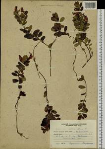 Vaccinium vitis-idaea L., Siberia, Russian Far East (S6) (Russia)