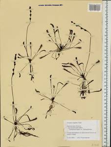 Drosera ×anglica Huds., Eastern Europe, Western region (E3) (Russia)