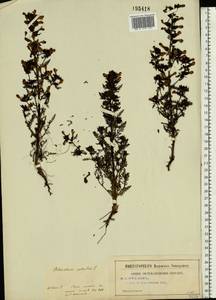 Pedicularis palustris L., Eastern Europe, Central region (E4) (Russia)