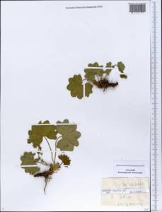 Alchemilla rhiphaea Juz., Eastern Europe, Eastern region (E10) (Russia)