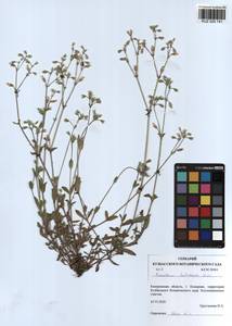 Cerastium holosteoides Fr., Siberia, Altai & Sayany Mountains (S2) (Russia)