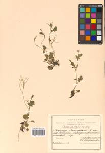 Cardamine scutata Thunb., Siberia, Russian Far East (S6) (Russia)