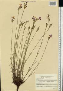 Dianthus borbasii Vandas, Eastern Europe, Central region (E4) (Russia)