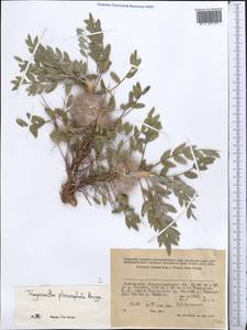 Astragalus pterocephalus Bunge, Middle Asia, Pamir & Pamiro-Alai (M2) (Uzbekistan)